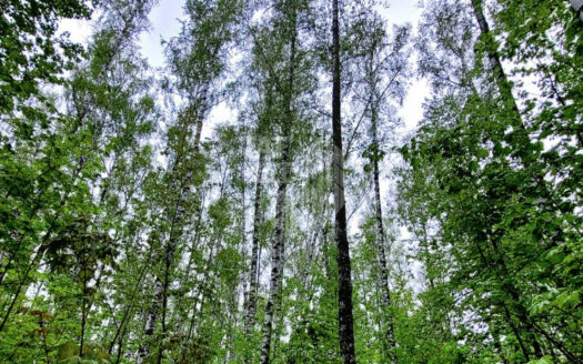 участок, b3901d8dc7ef4311b76f9ccf1b5e8530c9ea03682a0c401b563e5eab7a0cbb07