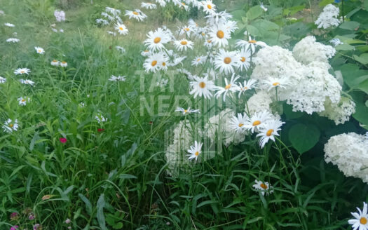 участок, Пихтовая ул. 5e9fe4c6ec81216aa511ff54ee2bac3c7eeb45960e1da40b5c5716a56a54024d